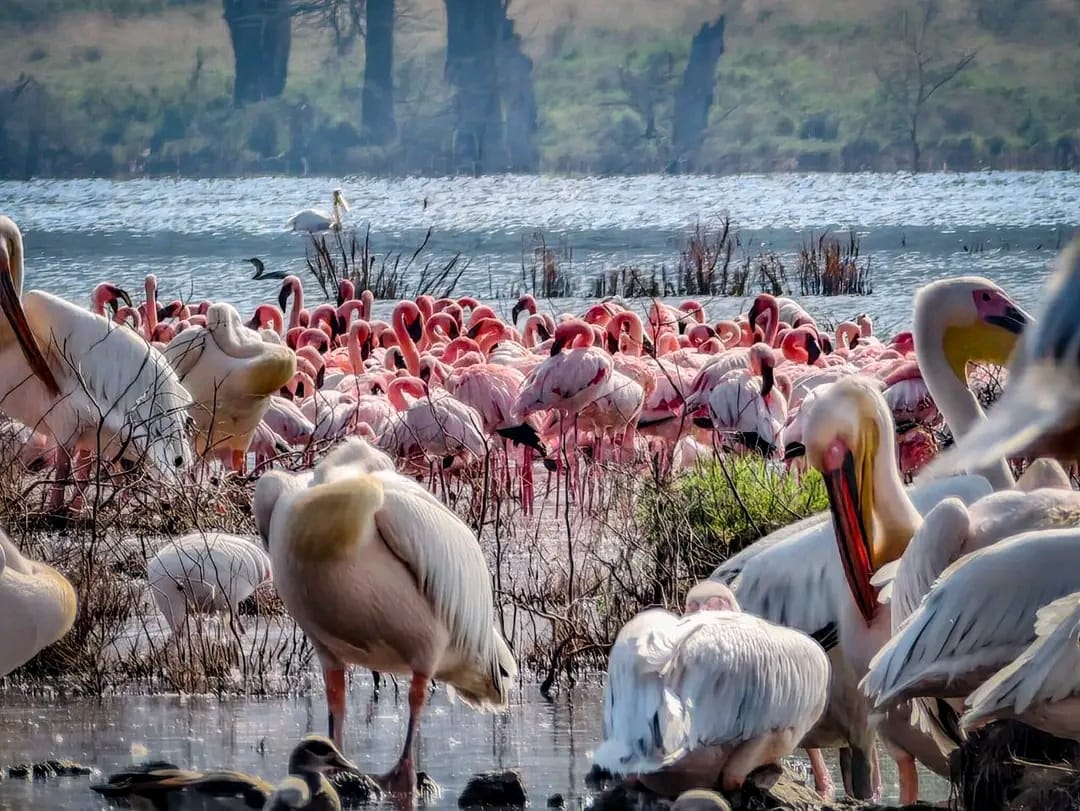 Lake Nakuru National Park