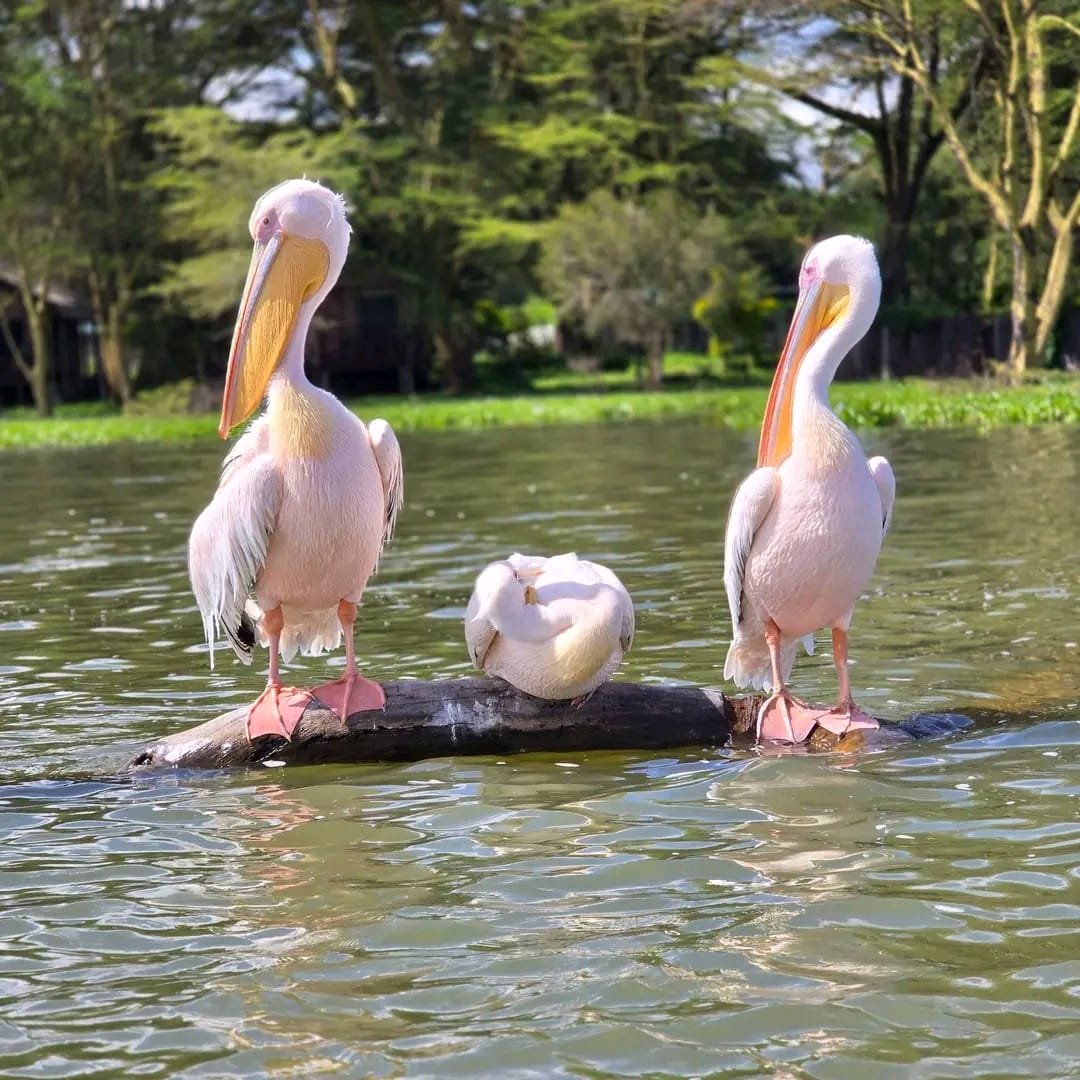 Lake Naivasha