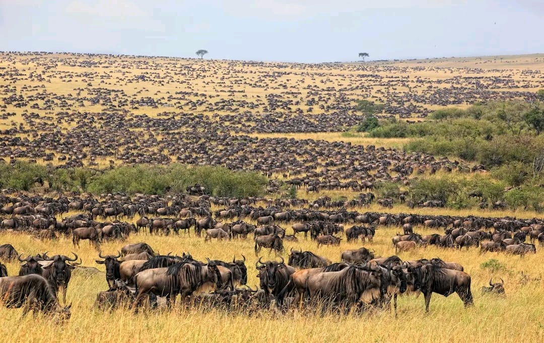 Maasai Mara National Reserve