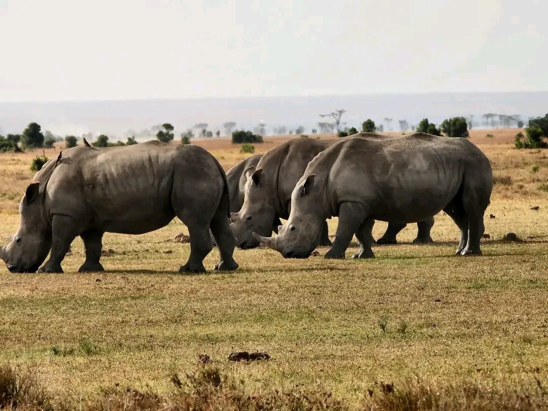 Ol Pejeta Conservancy