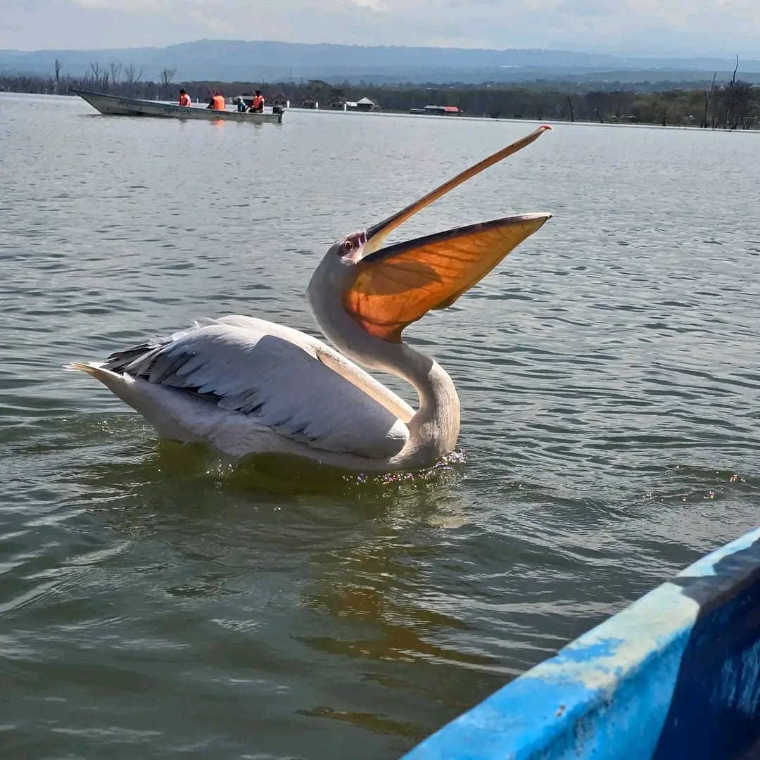 Lake Naivasha