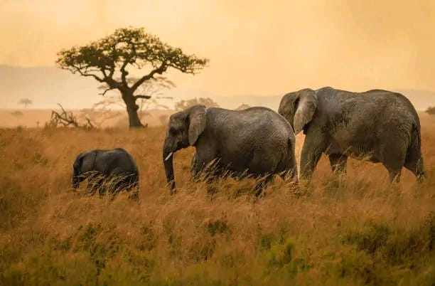 Serengeti National Park