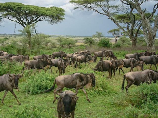 Serengeti National Park