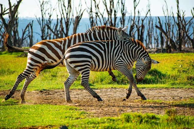 Lake Nakuru National Park
