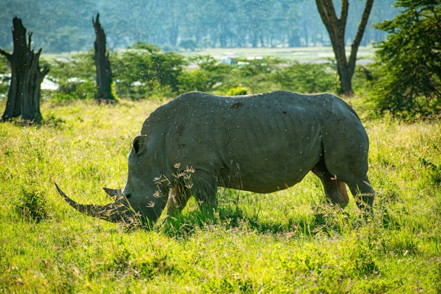 Lake Nakuru National Park