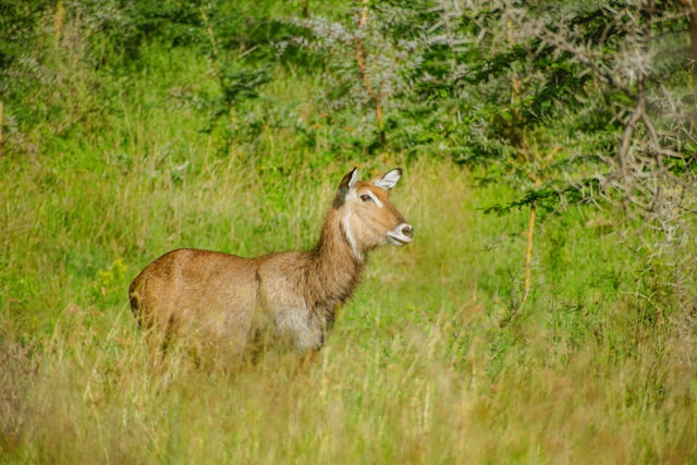 Lake Nakuru National Park