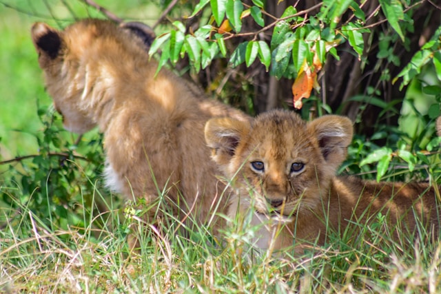 Maasai Mara National Reserve