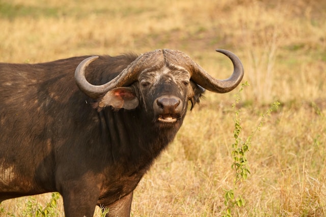 Ngorongoro Conservation Area