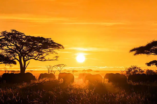 Maasai Mara National Reserve