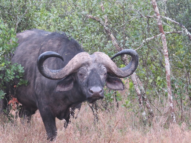 Ol Pejeta Conservancy
