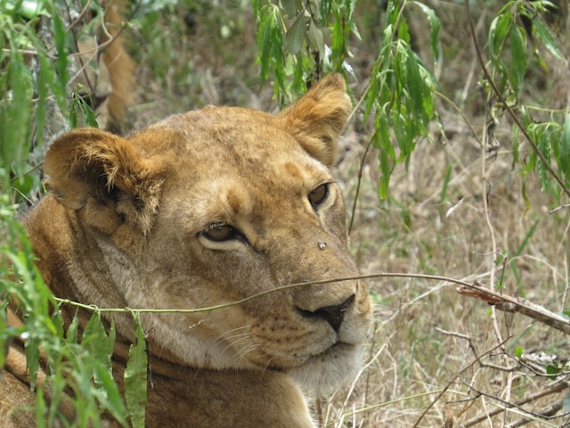 Ol Pejeta Conservancy