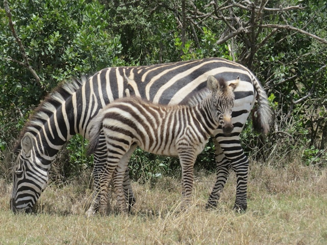 Ol Pejeta Conservancy