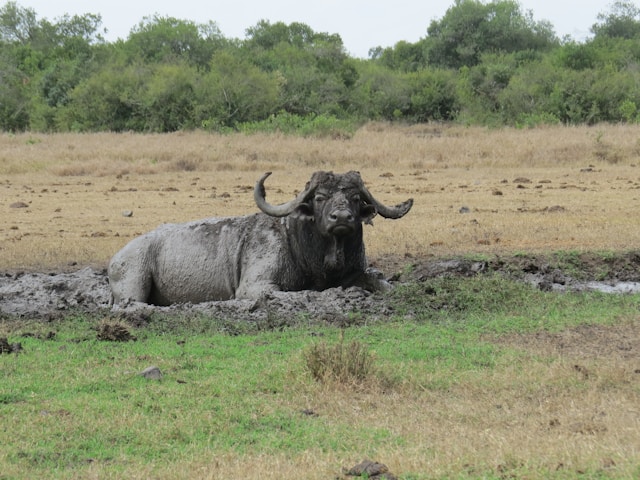 Ol Pejeta Conservancy