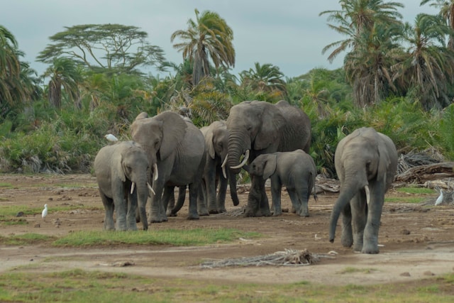 Amboseli National Park