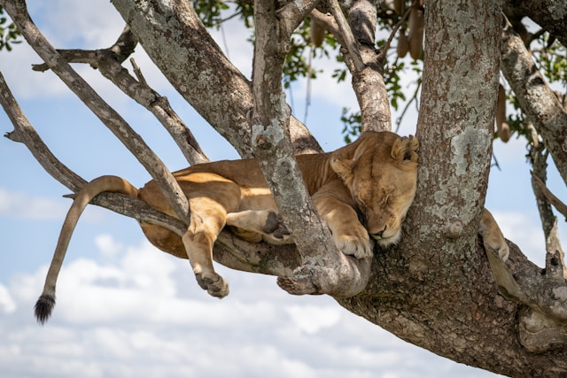 Serengeti National Park