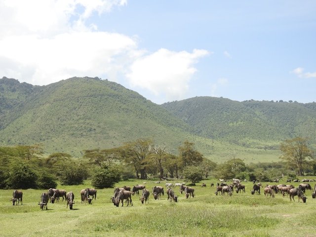 Ngorongoro Conservation Area