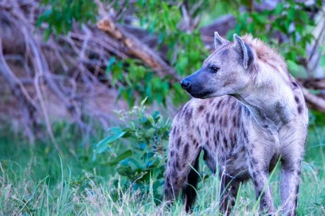 Ol Pejeta Conservancy