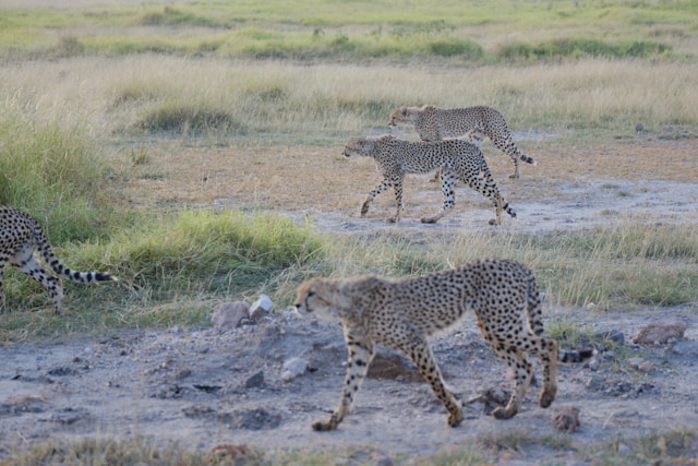Amboseli National Park