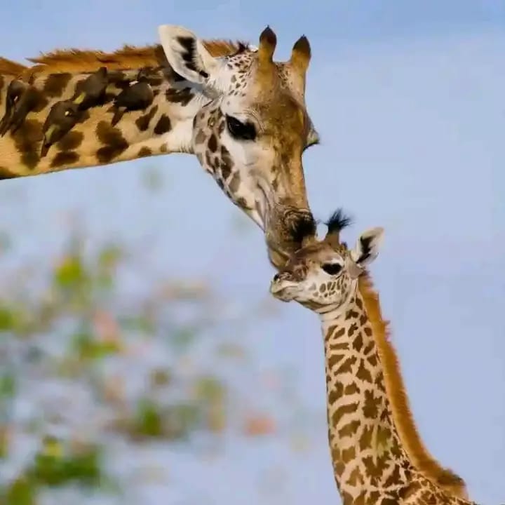 Safari landscape in Kenya